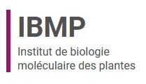Logo Institut de biologie moléculaire des plantes du CNRS