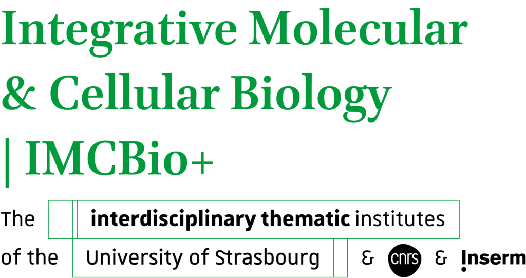 Logo de l'ITI IMCBio+ "Integrative Molecular & Cellular Biology"